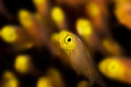 glass fish 